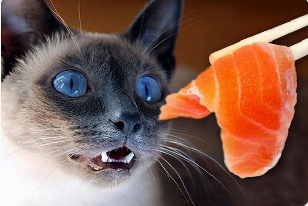 猫咪能吃牛肉吗煮熟的（两个多月的猫咪吃什么食物比较好）