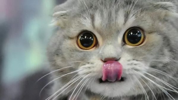 猫咪能吃牛肉吗煮熟的（两个多月的猫咪吃什么食物比较好）