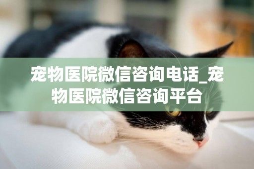 宠物医院微信咨询电话_宠物医院微信咨询平台