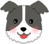 边境牧羊犬