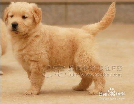 如何给狗狗保持毛的光泽和漂亮