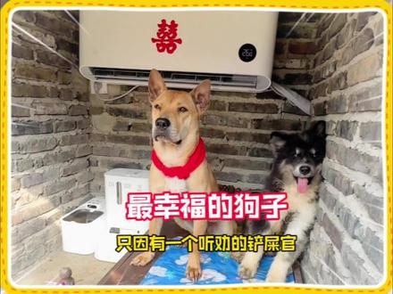 这应该是全网最幸福的中华田园犬，有房有车还有媳妇，最重要的是有一个听劝的铲屎官#中华田园犬 #狗狗 #铲屎官