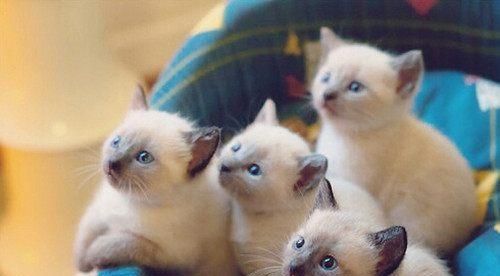 如何为宠物猫洗澡（小猫洗澡的注意事项和常用清洁用品）