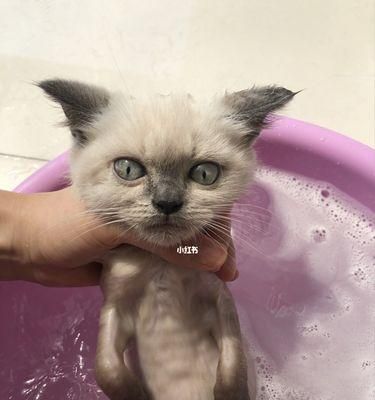 如何为宠物猫洗澡（小猫洗澡的注意事项和常用清洁用品）