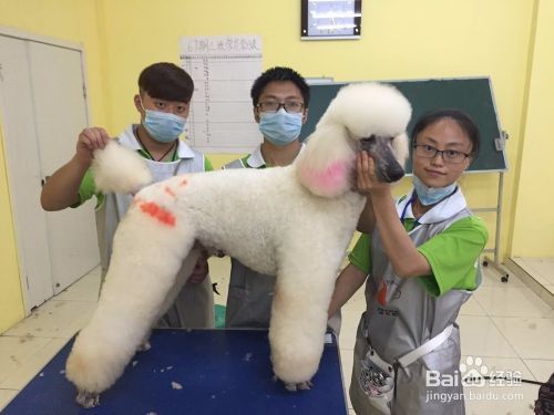 给狗狗洗澡要注意什么