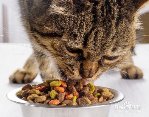 成猫吃幼猫粮有什么坏处
