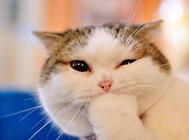 猫岛:属于猫咪的天堂