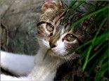 成猫与老年猫的饮食注意事项