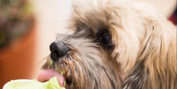 狗狗怀孕中期的饮食指南（如何让宠物在怀孕中期吃得健康）