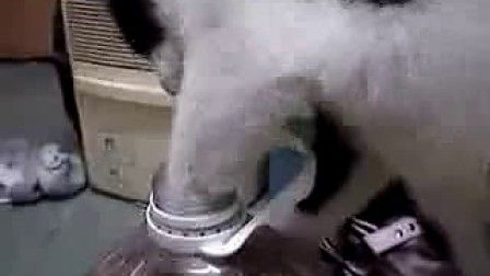 聪明小猫的绝活