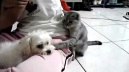 看猫猫如何激怒狗狗（太可爱了！）