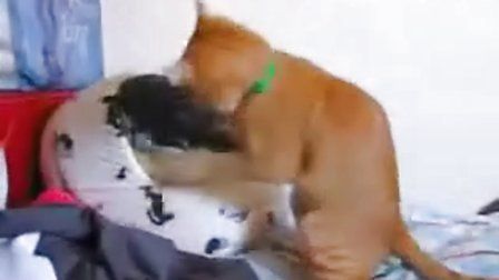两猫争斗