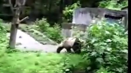 卧龙熊猫