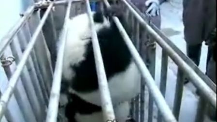 熊猫 卧龙 第一部分