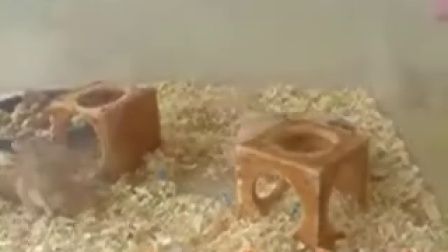 小仓鼠超高难度后空翻
