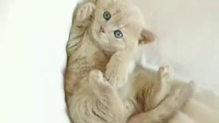 让人看了就想抱的猫眯
