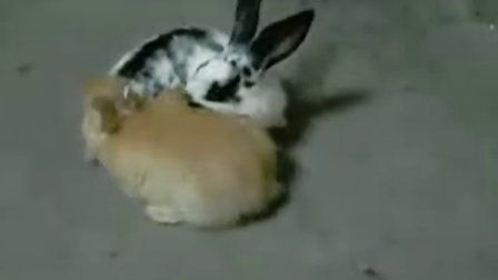 小兔兔盖茨 搞笑集锦