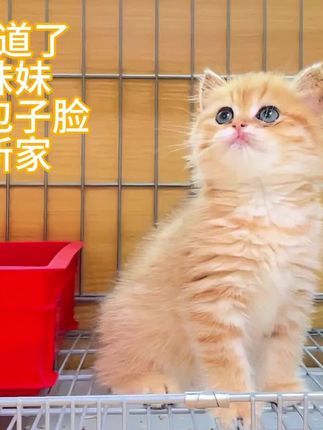 麦豆萌宠：顾客因为家里原因养不了猫咪 杭州同城找认养#猫咪 #英短 #英短金渐层 #被迫营业的猫猫 #银渐层