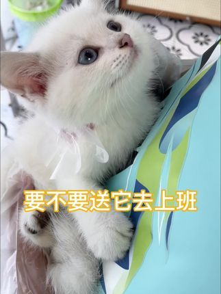 麦豆萌宠：银点弟弟坐等去新家 #猫咪 #英短 #金渐层 #被迫营业的猫猫 #铲屎官的乐趣
