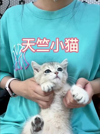 麦豆萌宠：给大家尬一段舞 #猫咪 #英短 #被迫营业的猫猫 #银渐层 #铲屎官的乐趣