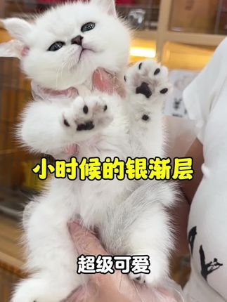 麦豆萌宠：见过云系银渐层吗 大包子银渐层，最近有养猫打算可以看过来哦#猫咪 #银渐层 #小奶喵 #英短 #杭州宠物店