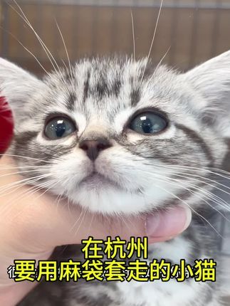 麦豆萌宠：美短虎斑 #猫咪 #美短 #美短虎斑猫 #被迫营业的猫猫 #铲屎官的乐趣