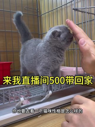 麦豆萌宠：在杭州蓝猫多少一只 新手推荐养猫指南#猫咪 #英短 #蓝猫 #铲屎官的乐趣 #被迫营业的猫猫