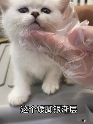 麦豆萌宠：八只小猫开箱视频(2/2) 一千在杭州能买个什么样的猫？看看我们家的猫可不可以#英短 #金渐层 #银点 #猫咪 #银渐层