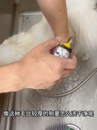 麦豆萌宠：如何在家把猫狗洗干净 你和宠物店就差一个撸撸刷#猫咪洗护 #狗狗洗护知识