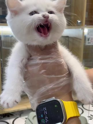 麦豆萌宠：英短收猫惊喜满满(1/2) 看看1000在杭州能买什么猫咪(还是包3个月售后的那种哦)#英短 #银点 #杭州宠物店 #杭州买猫 #银渐层