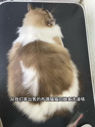 麦豆萌宠：回娘家洗澡了，许久不见，又大了好多 我家的猫主打一个胆子大，性格好#布偶猫 #猫咪洗护 #铲屎官的乐趣