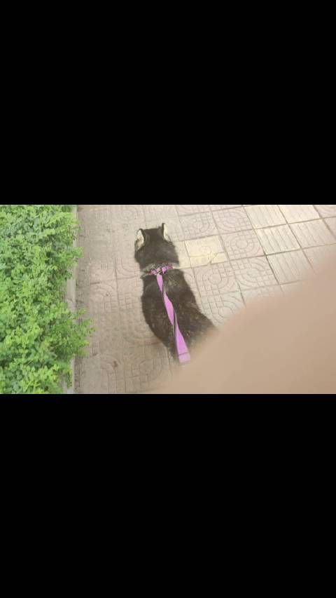 去宠物医院看望肿瘤狗哈士奇，带它出去溜达一圈