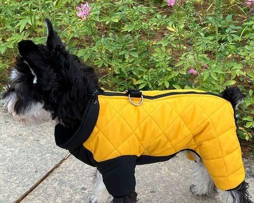 如何让你的柴犬狗狗轻松适应刷牙（以宠物为主，让你的柴犬拥有健康的牙齿）