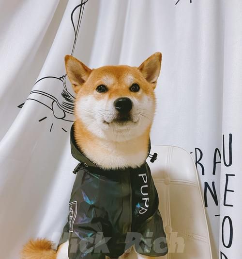 如何让你的柴犬狗狗轻松适应刷牙（以宠物为主，让你的柴犬拥有健康的牙齿）