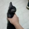 四只断奶小猫咪,会吃猫粮,会适用猫砂盆