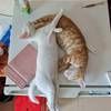 爱猫爱猫 爱猫爱猫 能接受上门探望的