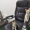 小猫咪领养