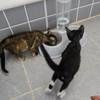 两小只猫