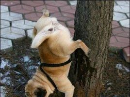 你家的狗狗几岁了？宠物狗年老的征兆有哪些？