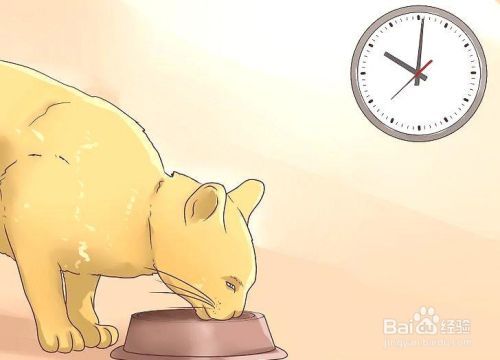 如何照顾患糖尿病的猫