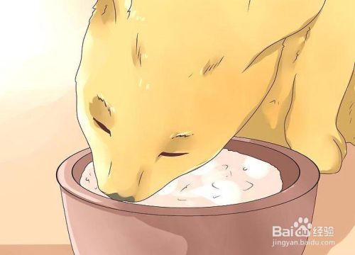 如何照顾患糖尿病的猫