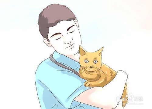 如何照顾患糖尿病的猫