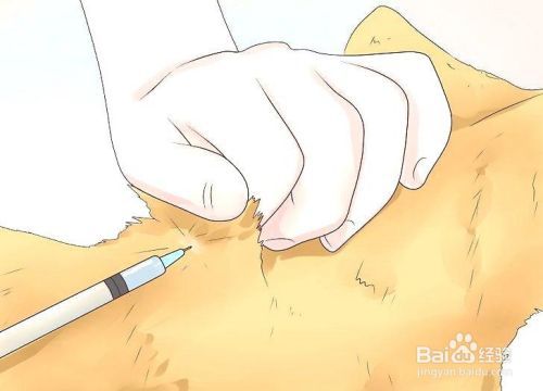 如何照顾患糖尿病的猫