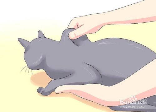 如何照顾患糖尿病的猫