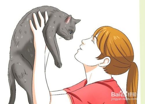 如何照顾患糖尿病的猫