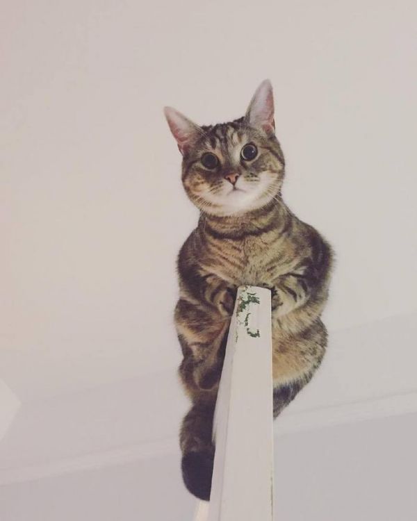 猫咪的跳跃能力可以用轻功盖世来形容，宠物界的武林高手名不虚传