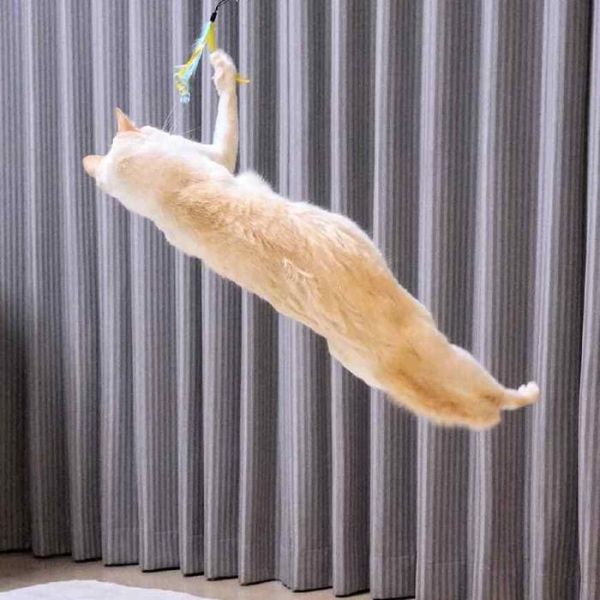 猫咪的跳跃能力可以用轻功盖世来形容，宠物界的武林高手名不虚传