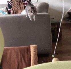 猫咪的跳跃能力可以用轻功盖世来形容，宠物界的武林高手名不虚传