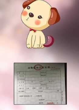 宠物托运的注意事项