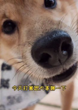 带着宠物去旅行要注意些什么呢？